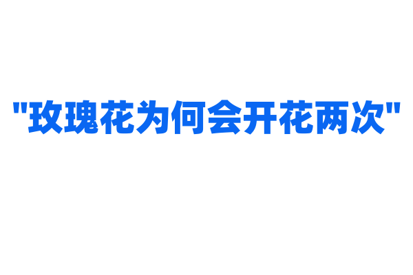 "玫瑰花为何会开花两次"